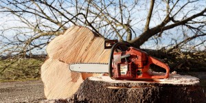 Beitragsbild des Blogbeitrags Ärger über umfangreiche Baumfällungen im Akademiepark