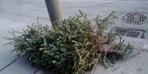 Beitragsbild des Blogbeitrags Wiener Neustadt: Wohin mit dem alten Christbaum? 