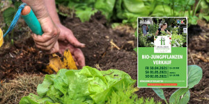 Beitragsbild des Blogbeitrags Bio-Jungpflanzen Verkauf im Bürgermeistergarten
