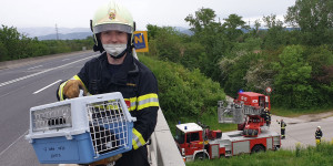 Beitragsbild des Blogbeitrags Wiener Neustadt: Katze von S4-Brücke gerettet