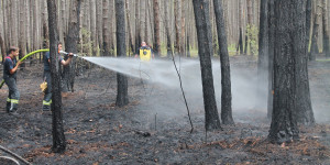 Beitragsbild des Blogbeitrags Erneut Waldbrand bei Wiener Neustadt – 100 Feuerwehrkräfte im Einsatz