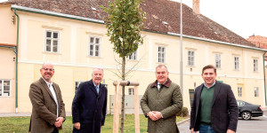 Beitragsbild des Blogbeitrags Baumpflanzinitiative brachte mehr als 350 neue Bäume im Stadtgebiet 