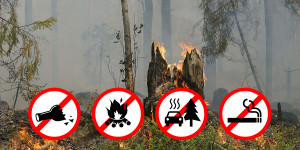 Beitragsbild des Blogbeitrags Wiener Neustadt: Waldbrandverordnung tritt in Kraft