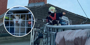 Beitragsbild des Blogbeitrags Wiener Neustadt: Feuerwehr rettet Katze vom Dach