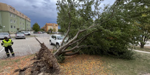 Beitragsbild des Blogbeitrags Wiener Neustadt: Sturm brachte zahlreiche Schäden 