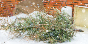 Beitragsbild des Blogbeitrags Wiener Neustadt: Kostenlose Christbaum-Abholung durch die Abfallwirtschaft