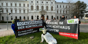 Beitragsbild des Blogbeitrags Verein Gegen Tierfabriken demonstriert vor Gerichtsprozess in Wr. Neustadt 