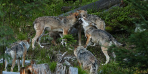 Beitragsbild des Blogbeitrags Scharfe Kritik an neuer Verordnung zu Wolfsabschüssen in NÖ