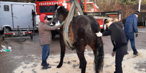 Beitragsbild des Blogbeitrags Pferd stürzte auf Eis: Feuerwehr half dem Hengst auf die Beine 