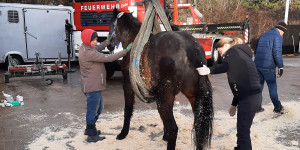 Beitragsbild des Blogbeitrags Pferd stürzte auf Eis: Feuerwehr half dem Hengst auf die Beine