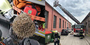 Beitragsbild des Blogbeitrags Feuerwehr Wiener Neustadt an der Belastungsgrenze 