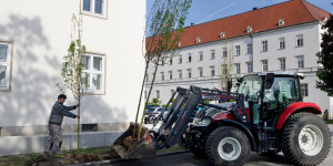Beitragsbild des Blogbeitrags Baumpflanzungen bei der Daun-Kaserne 