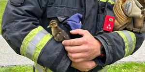 Beitragsbild des Blogbeitrags Wiener Neustadt: Feuerwehr rettet Entenküken