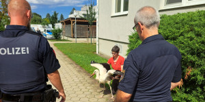 Beitragsbild des Blogbeitrags Storch-Sondereinsatz der Stadtpolizei Neunkirchen