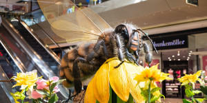 Beitragsbild des Blogbeitrags Wiener Neustadt: Riesenbienen bevölkern den Fischapark