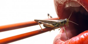 Beitragsbild des Blogbeitrags Insekten – Proteinquelle der Zukunft?