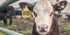Beitragsbild des Blogbeitrags Future Meat – die Zukunft der pflanzlichen Fleischproduktion