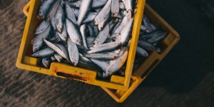 Beitragsbild des Blogbeitrags Fischimport: Arten schützen und Qualität erkennen 