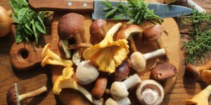 Beitragsbild des Blogbeitrags Liste Pilz: 5 Plätze für Pilz-Freunde