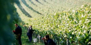 Beitragsbild des Blogbeitrags Tipps für Ihr Wein-Wochenende: Schlumberger Kellerwelten, Höfleiner Winzerpfad, Orange Wine Festival 