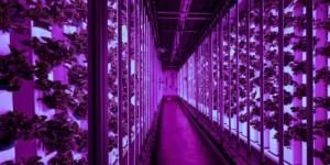Beitragsbild des Blogbeitrags Food Trends 2020: Urban Food