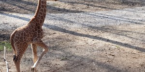 Beitragsbild des Blogbeitrags Unterwegs mit Kind im Zoo Schmiding 