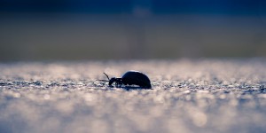 Beitragsbild des Blogbeitrags Tagebuch der Apocalypse – Das Nudelproblem