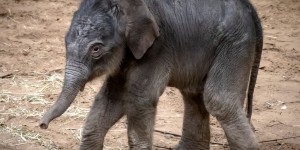 Beitragsbild des Blogbeitrags Die Vermessung eines Babyelefanten 