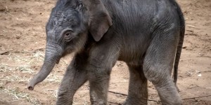 Beitragsbild des Blogbeitrags Die Vermessung eines Babyelefanten