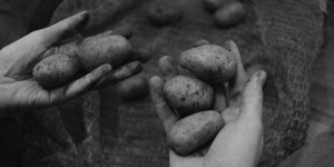 Beitragsbild des Blogbeitrags LD II – Tag 5: Kartoffeln 