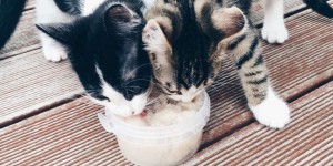 Beitragsbild des Blogbeitrags Die Katzis: Was sie fressen und so… 
