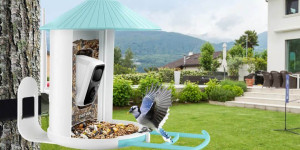 Beitragsbild des Blogbeitrags Netvue Birdfy Feeder Test: Für alle, die gerne Vögel beobachten