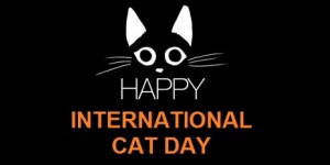 Beitragsbild des Blogbeitrags Internationaler Katzentag: Keine extensive Liste meiner liebsten Internetkatzen 