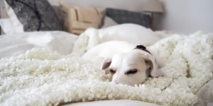 Beitragsbild des Blogbeitrags Inspiration: Mein neues Schlafzimmer