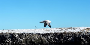 Beitragsbild des Blogbeitrags Responsible whale watching in Island – meine Alternative zu SeaWorld