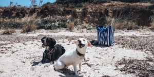 Beitragsbild des Blogbeitrags Urlaub mit Hund – meine Checkliste 