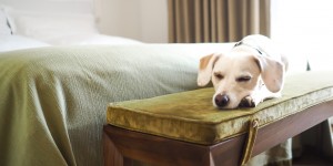 Beitragsbild des Blogbeitrags 2 Nächte im Louis Hotel München