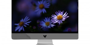 Beitragsbild des Blogbeitrags Oktober-Wallpaper: Herbstblumen