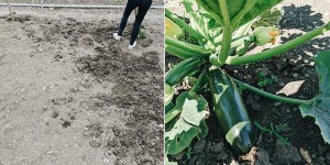 Beitragsbild des Blogbeitrags Feature: Unser Selbsterntegarten in Wien
