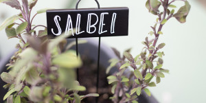 Beitragsbild des Blogbeitrags Lettering-DIY: Pflanzenstecker beschriften