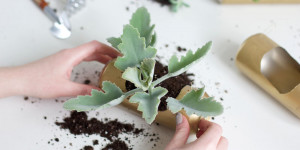 Beitragsbild des Blogbeitrags Inspiration: DIYs für Pflanzen