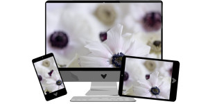 Beitragsbild des Blogbeitrags Februar-Wallpaper: Anemonen 