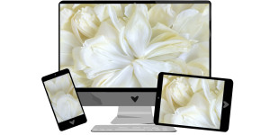 Beitragsbild des Blogbeitrags Juni-Wallpaper: Pfingstrosen