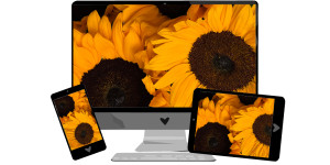 Beitragsbild des Blogbeitrags August-Wallpaper: Sonnenblumen