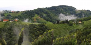 Beitragsbild des Blogbeitrags Wildes Leben zwischen Weinreben