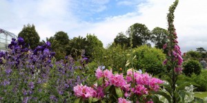 Beitragsbild des Blogbeitrags Agatha Christies Giftpflanzen