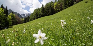 Beitragsbild des Blogbeitrags Wandern auf den Spuren der Bären zur Narzissenwiese