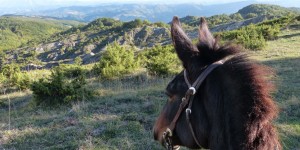 Beitragsbild des Blogbeitrags Reiturlaub in Italien: Auf einem liebenswerten Dickschädel von Rimini nach Bivignano