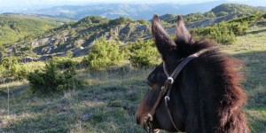 Beitragsbild des Blogbeitrags Reiturlaub in Italien: Auf einem liebenswerten Dickschädel von Rimini nach Bivignano 