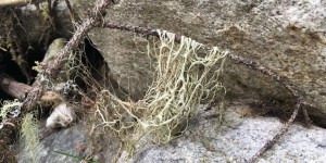 Beitragsbild des Blogbeitrags Wo ist die Stille? Ist die Natur wirklich leise?